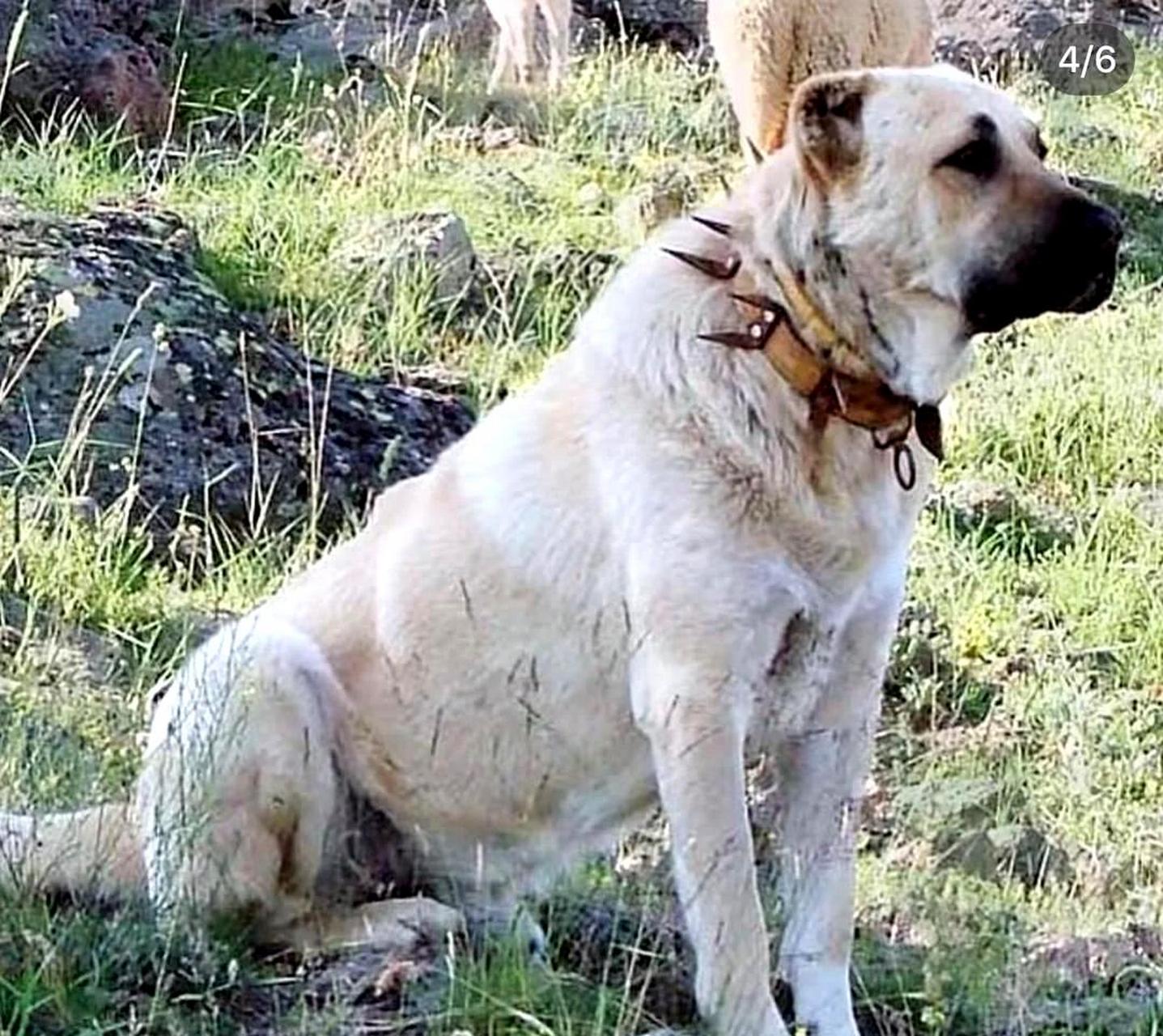 防狼项圈,适用于牧羊犬.
