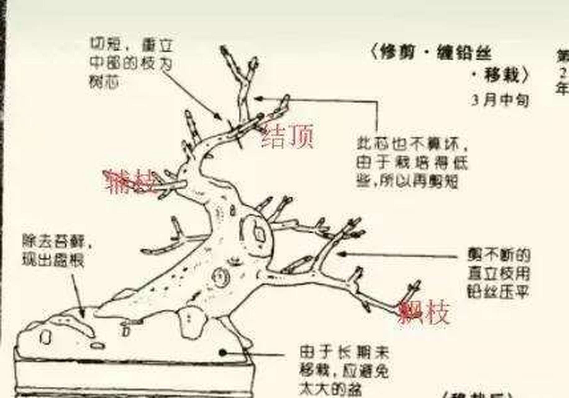 盆景的三枝定位法#新人成长扶持计划# ,你真的会吗?