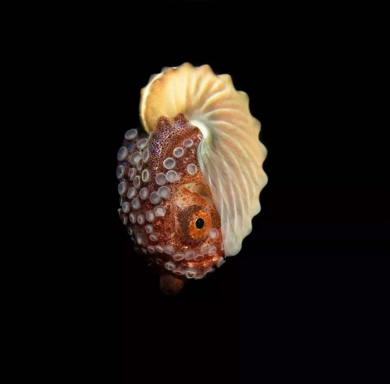 海洋生物-纸鹦鹉螺 又名船蛸  90 船蛸是一种雌雄异形的八脚软体