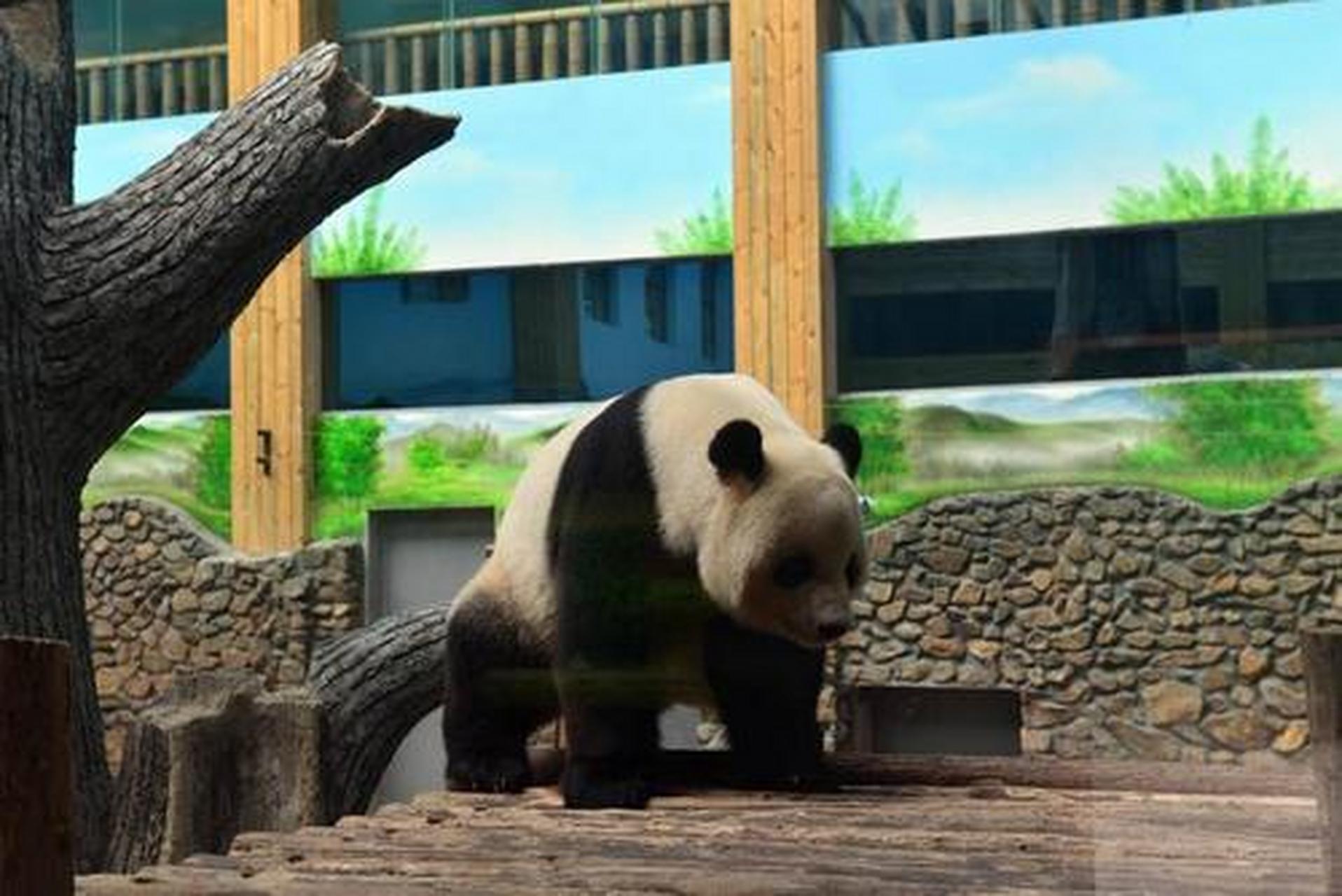 开启新旅程# 福州熊猫世界,又名海峡(福州)熊猫世界,位于福建省福州