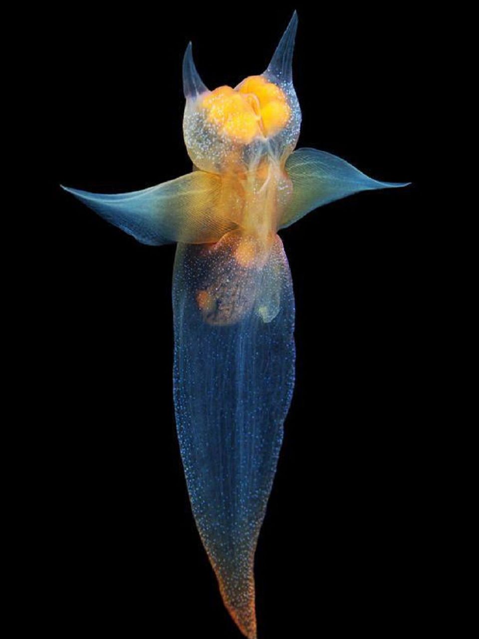 冰海里的天使 今天要和大家介绍一种活在深海的小精灵.