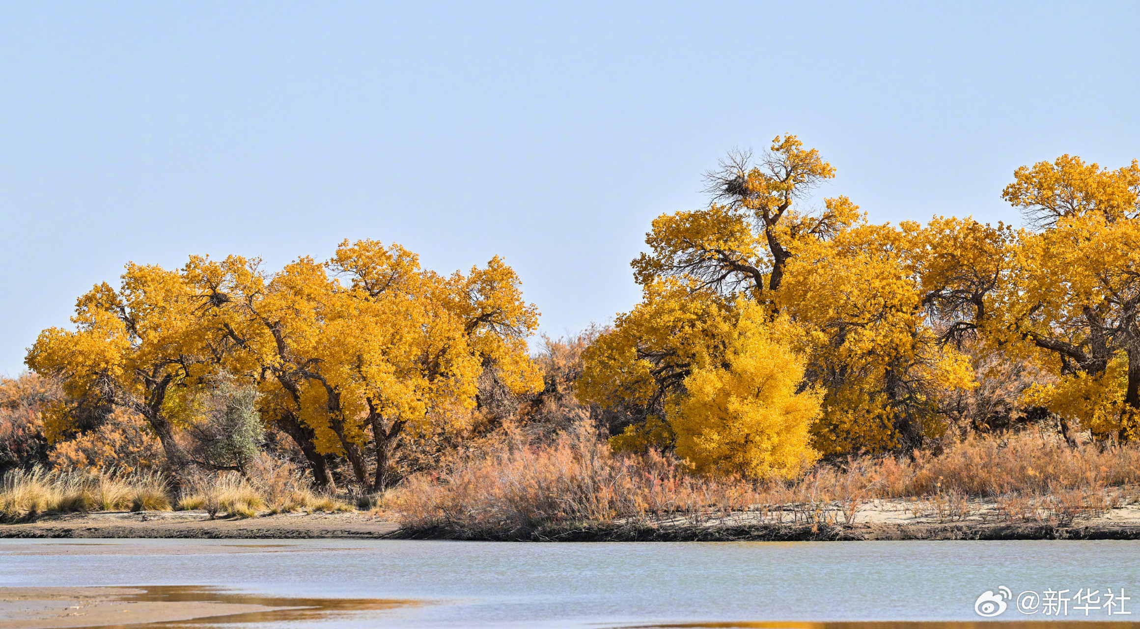 内蒙古自治区阿拉善盟额济纳旗的胡杨林披上"金装"