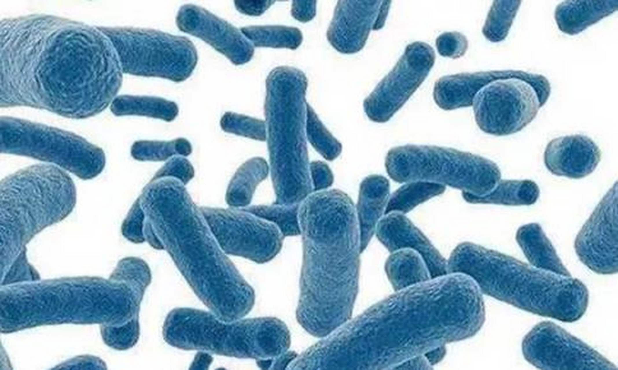 蜡状芽胞杆菌群是一类广泛分布于不同环境中的细菌,具有丰富多样的