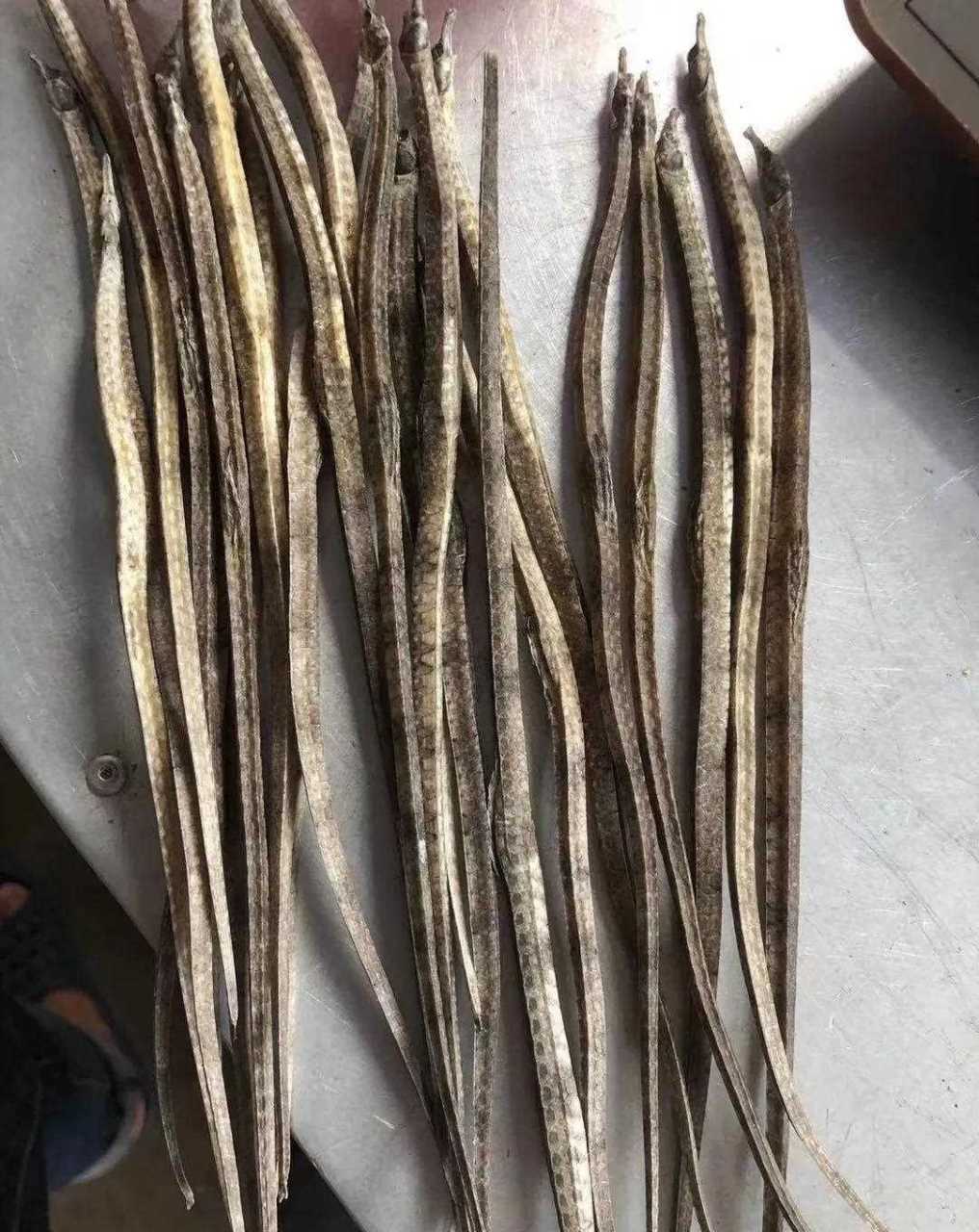 [没眼看] 海龙也称杨枝鱼,管口鱼.是煲烫,清炒,凉拌与泡酒的极品食材.