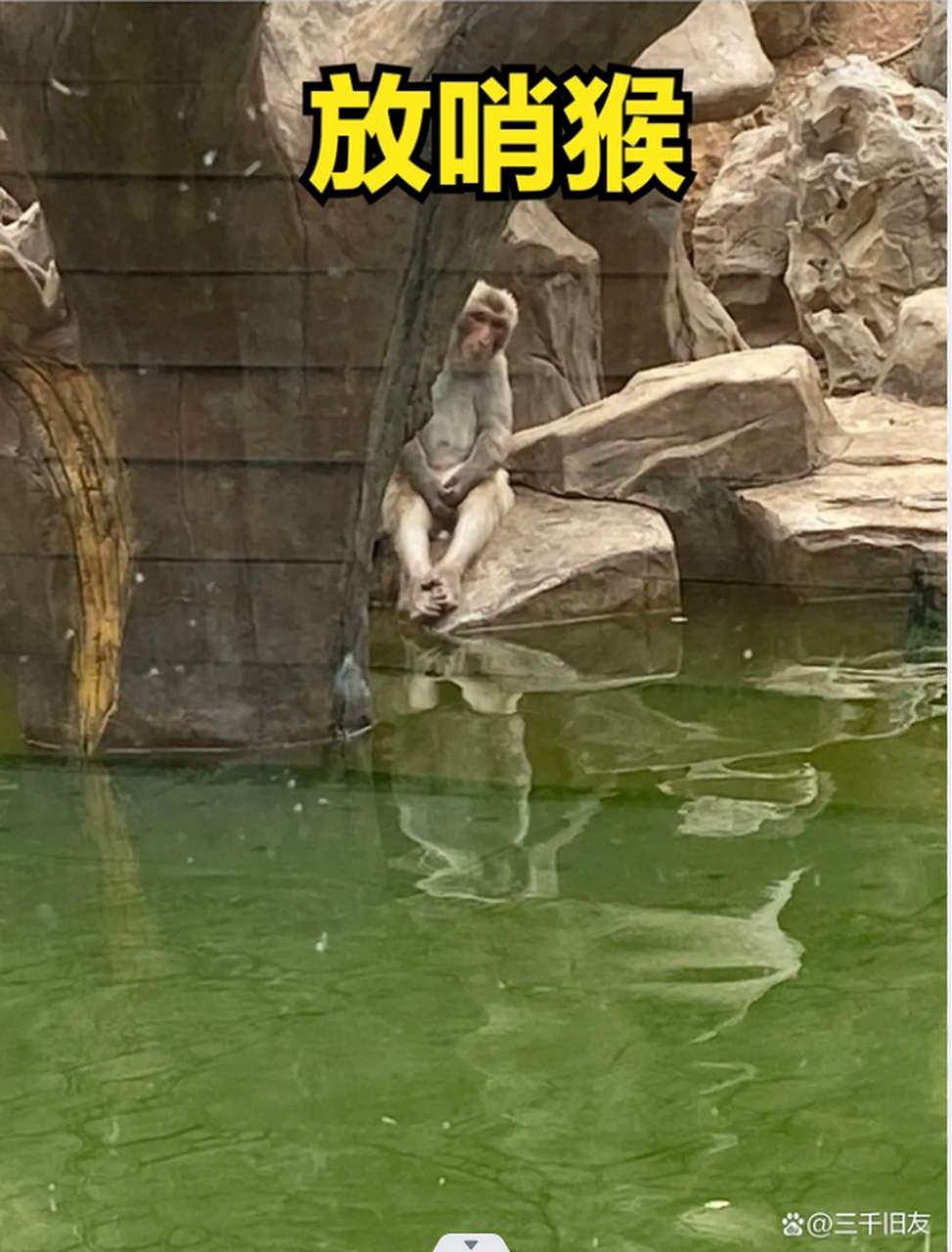 动物园一流浪猴挑衅猴王被揍,神似观主乘坐竹筏水中飘荡不敢上岸