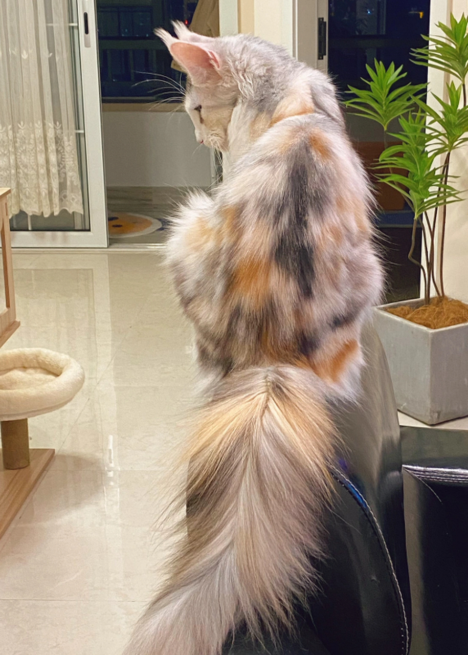 这是什么品种的猫,尾巴这么长