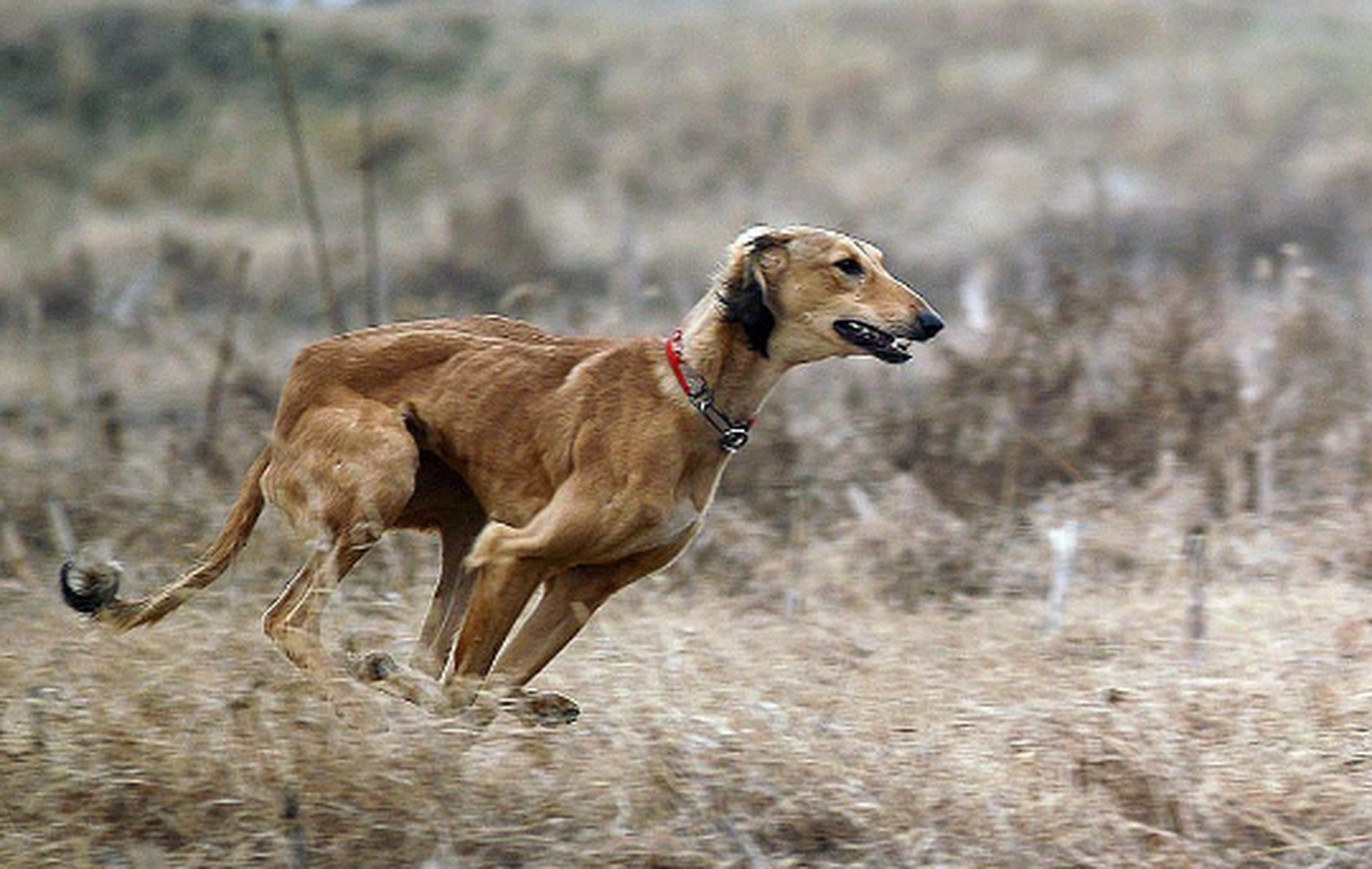 细狗是狗中的猎豹