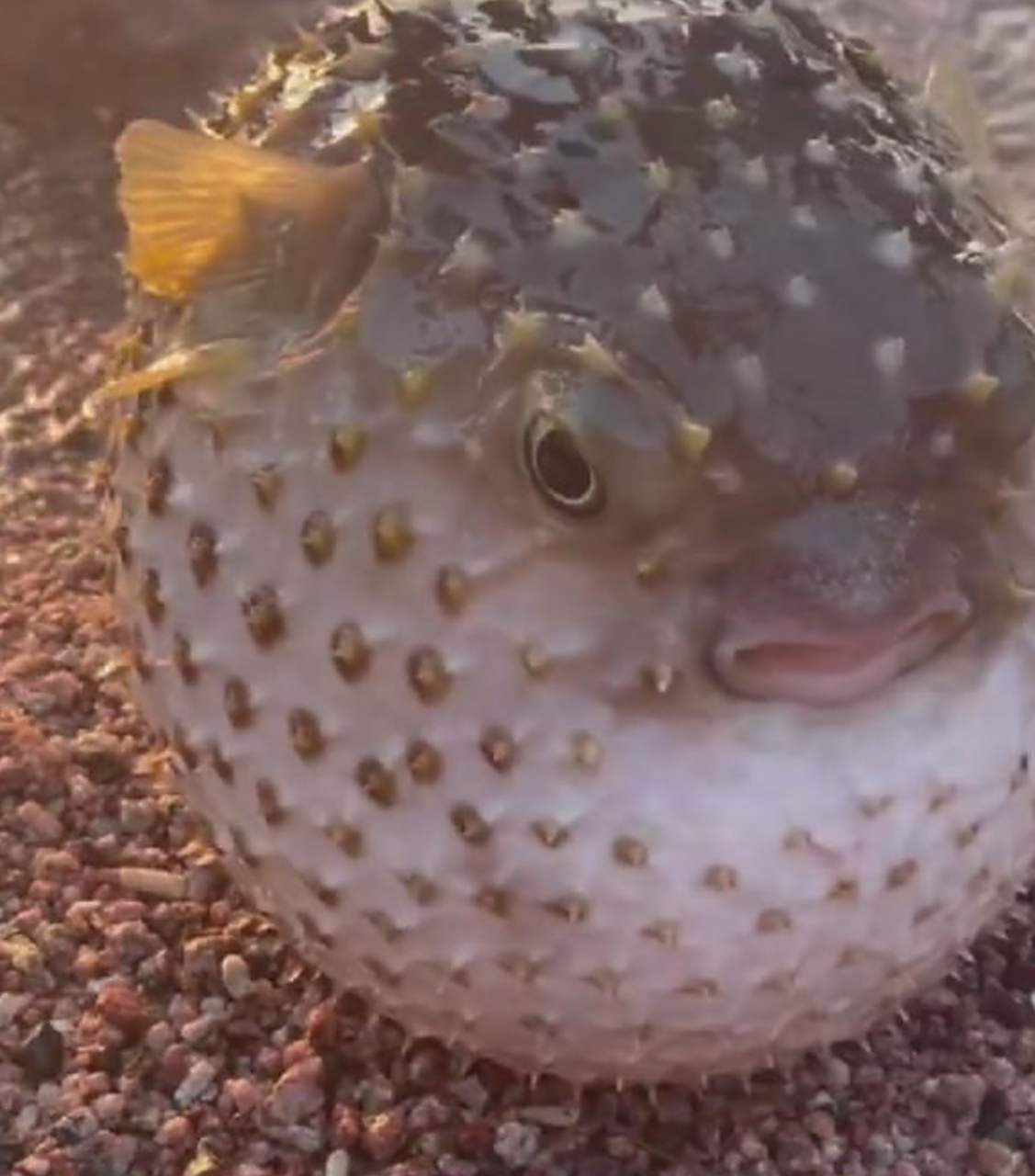 生气的河豚还挺可爱的.