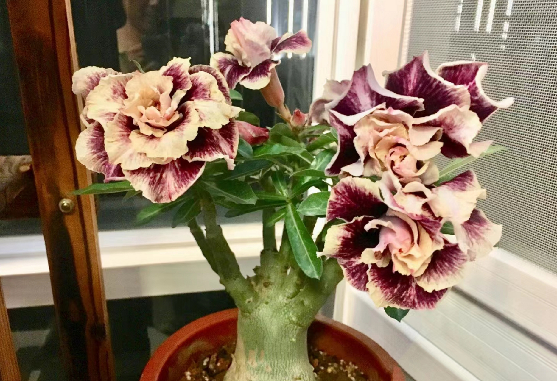 [微风]沙漠玫瑰是夹竹桃科的植物,它的全株有毒,包括根,茎,叶和花