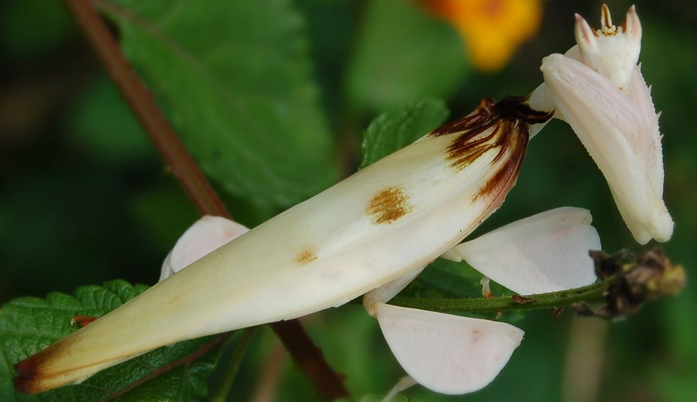 兰花螳螂的步肢演化出类似花瓣的构造和颜色,可以在兰花中拟态而不後