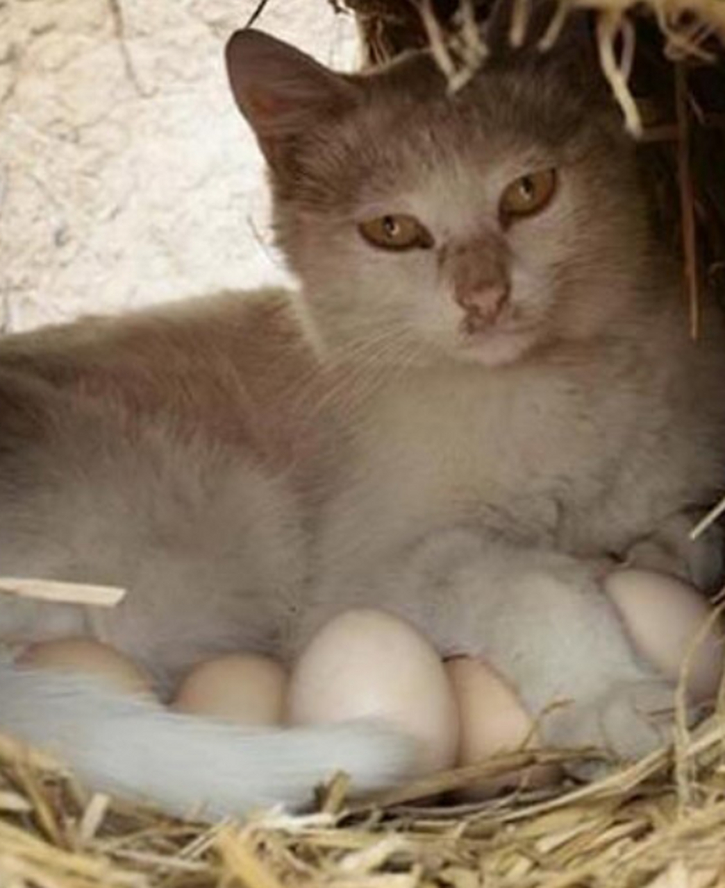 猫咪下蛋了.真稀奇.