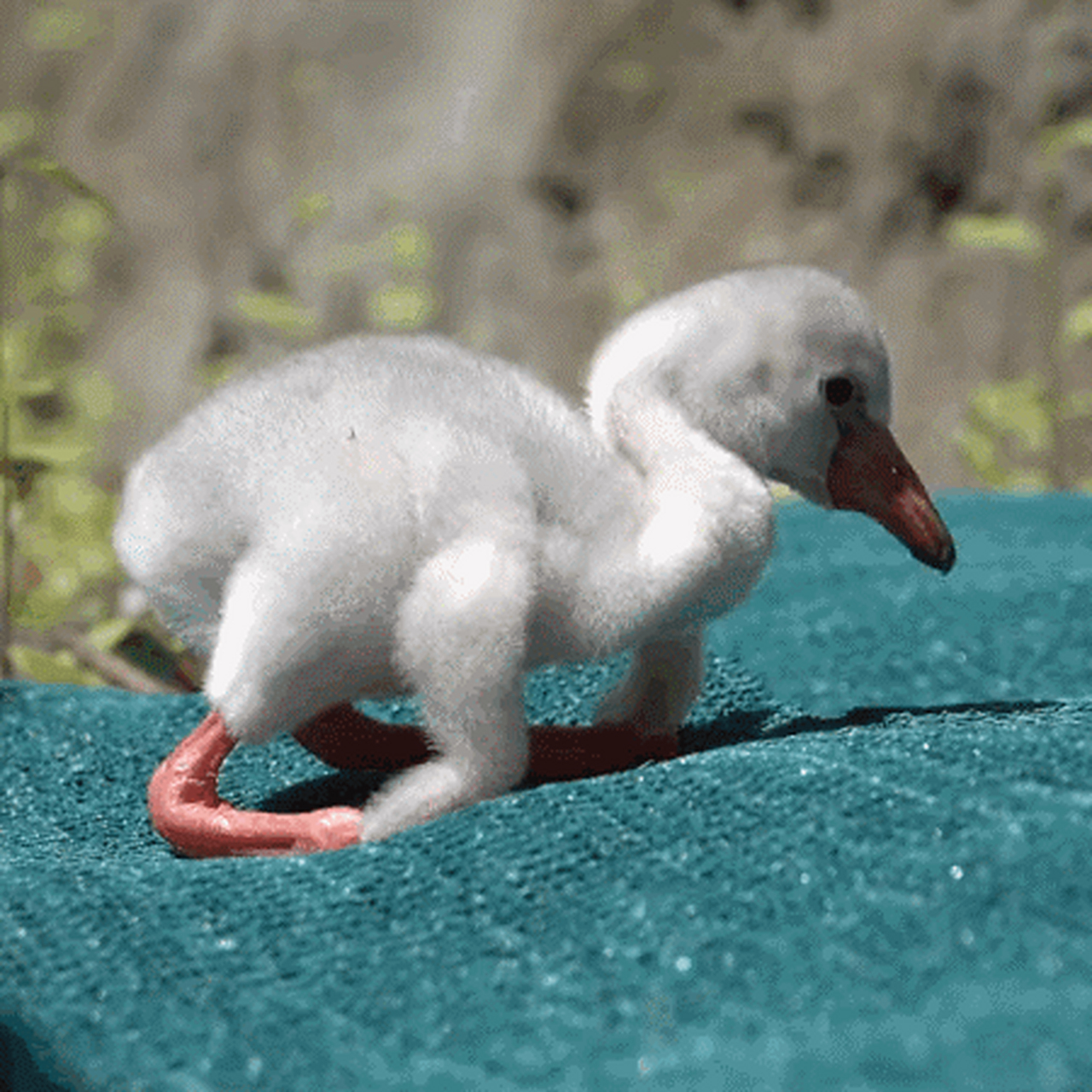 大长腿火烈鸟小时候对自己的大长腿还不太适应,当学会了怎么使用大