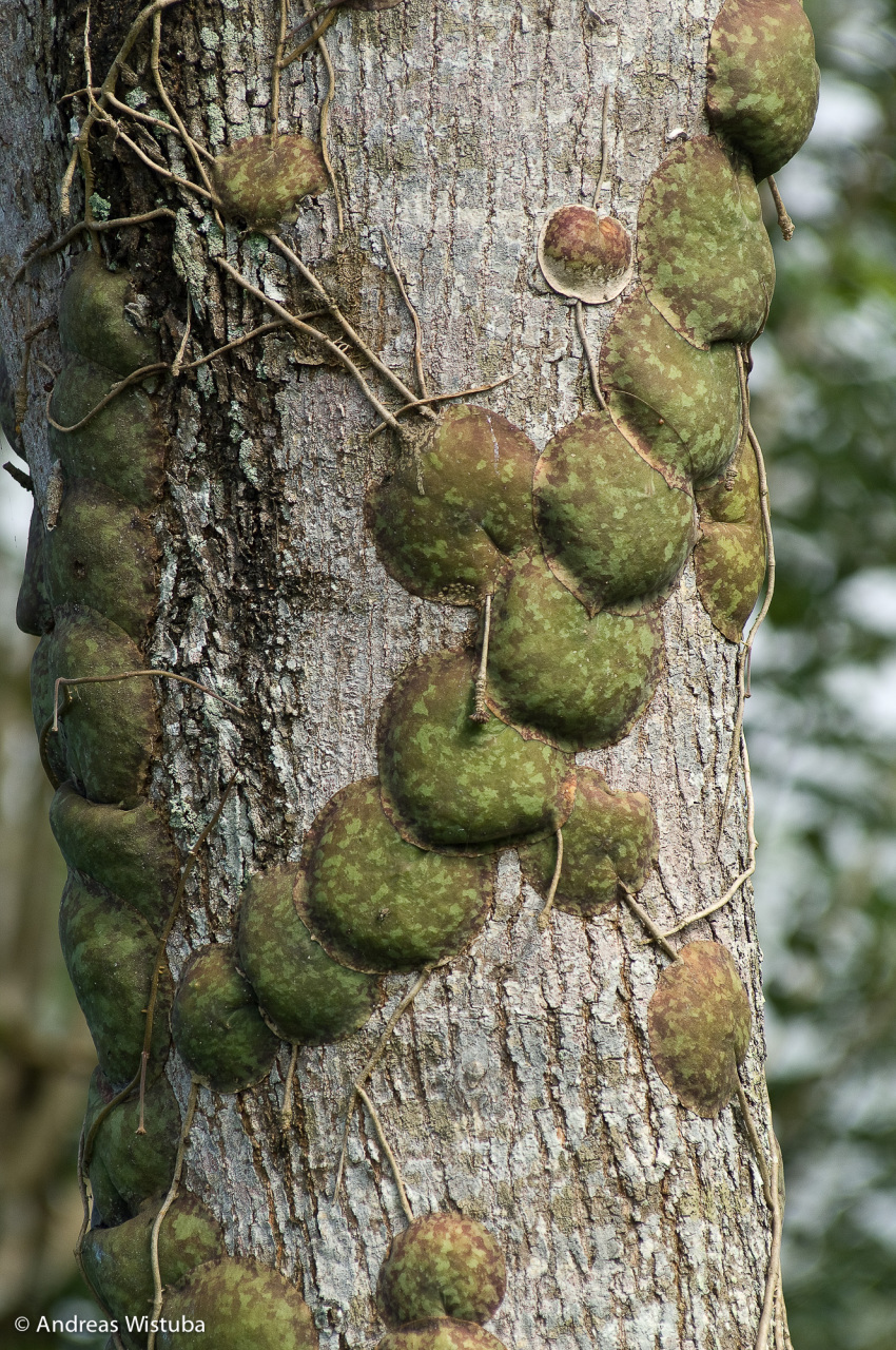 龟壳球兰(英文名hoya imbricata)原产于菲律宾和印度尼西亚苏拉威西