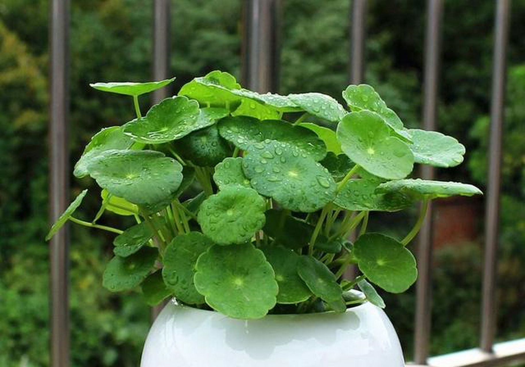 铜钱草是比较常见的观叶植物,它的叶片圆润油亮好似铜钱一般,常年散发