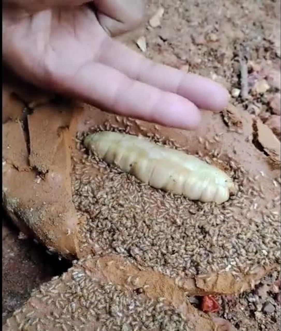 这就是传说中的"蚂蚁女王"吗,这头也太大了吧![大笑]