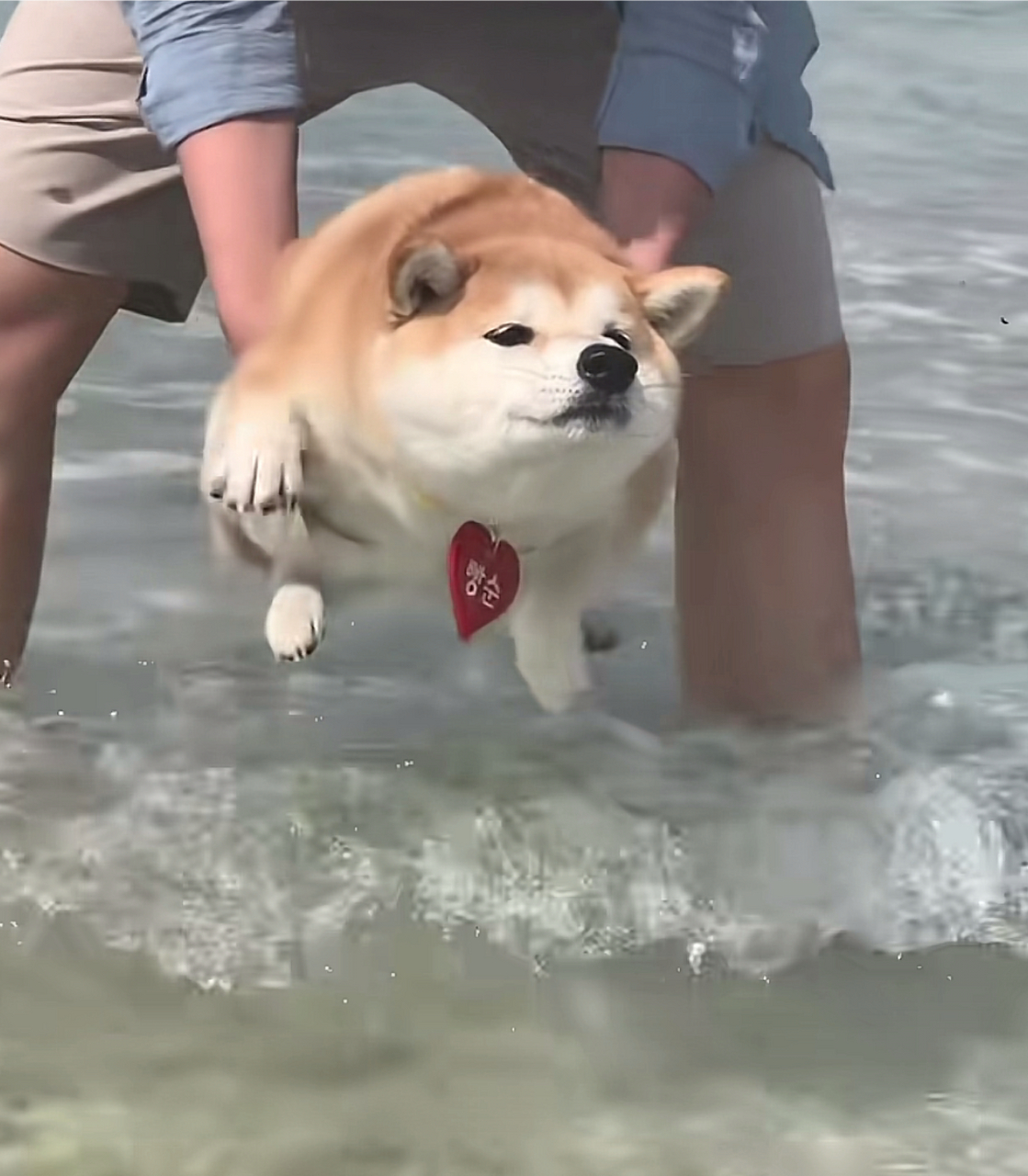 这么王李八气的,应该叫海王还是海狗.