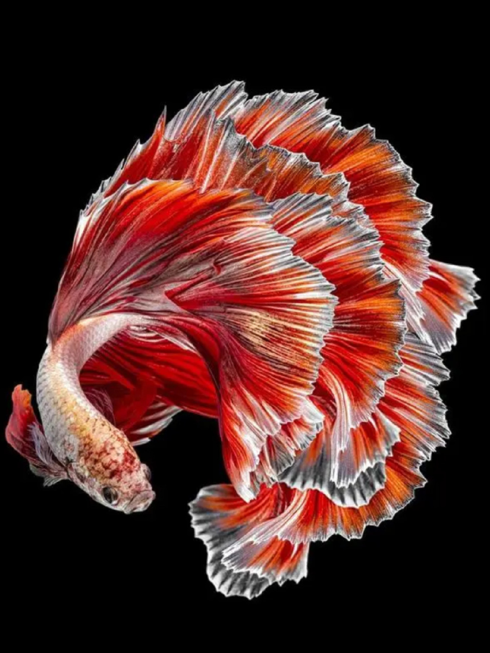 每天陪孩子一起瞧动物 名称:五彩搏鱼 别名:泰国斗鱼,暹罗斗鱼,彩雀鱼