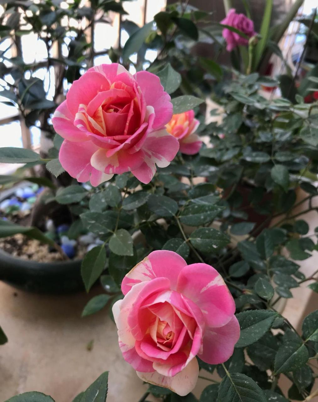 经典微型月季"薄荷冻糕",植株低矮小巧,高只有三四十公分这样,树形