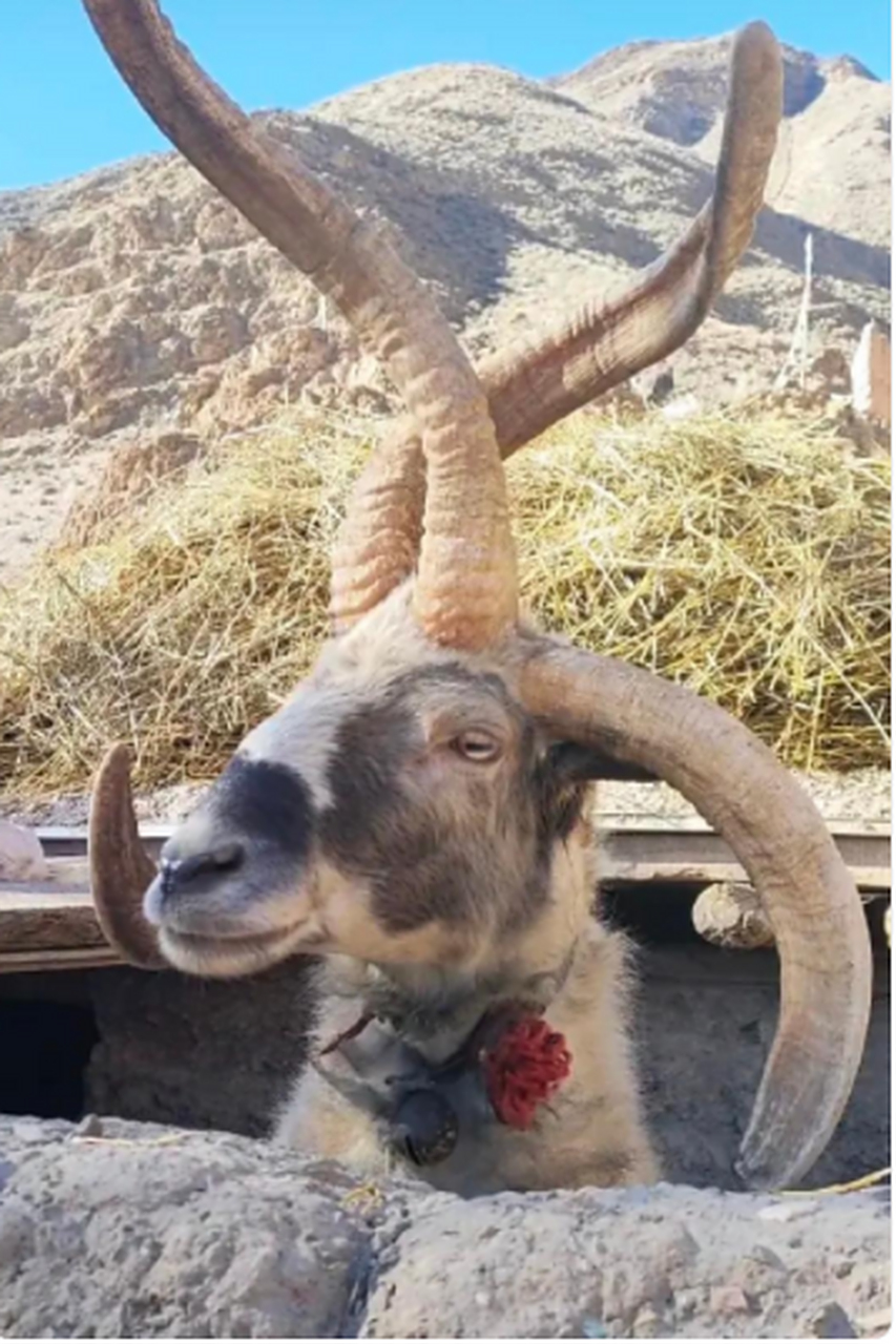 这是一只四角的羊?