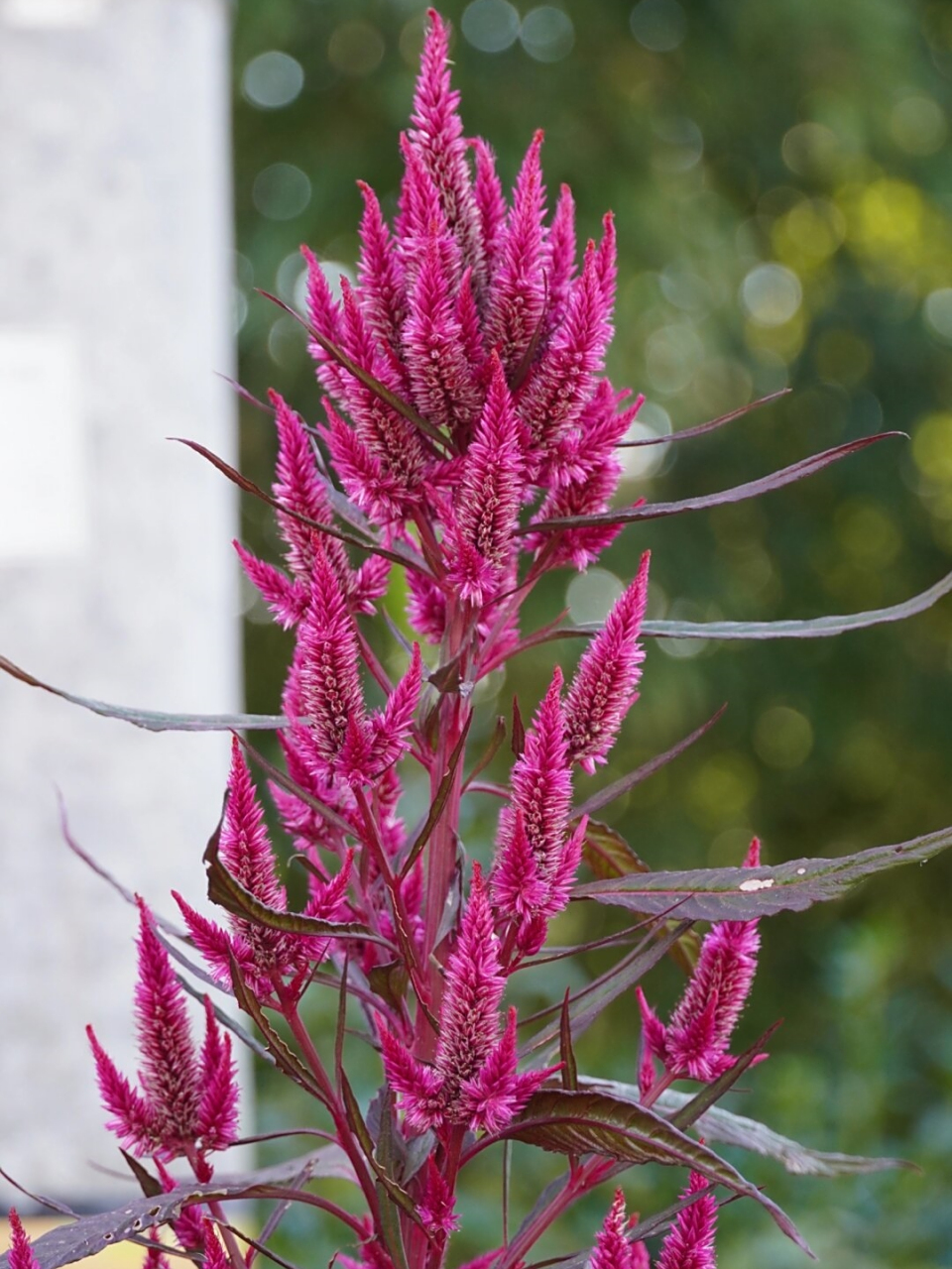 凤尾鸡冠花  拉丁名:celosia argentea var.