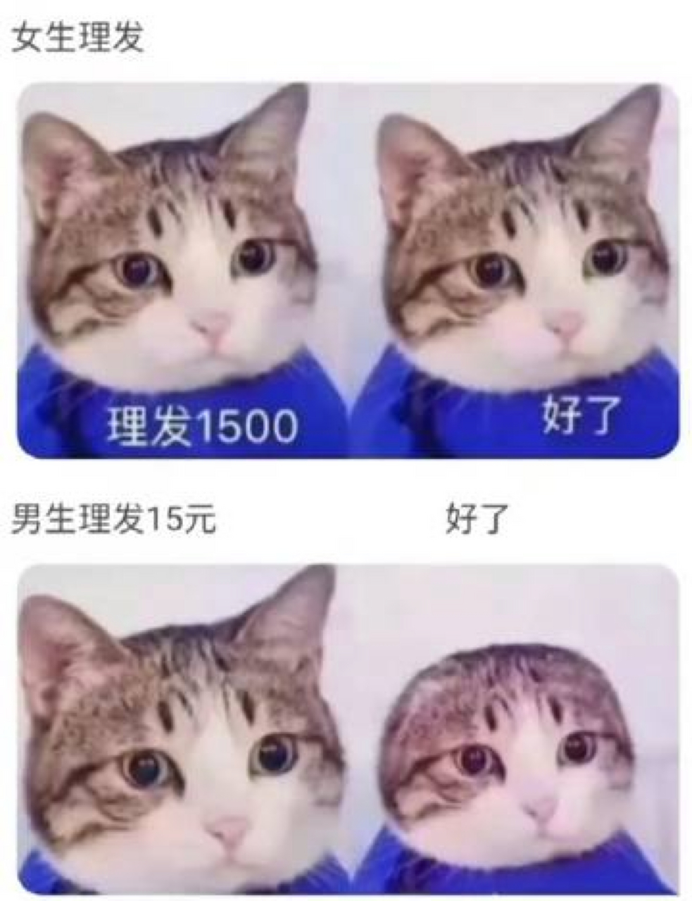 男生理发vs女生理发猫图片