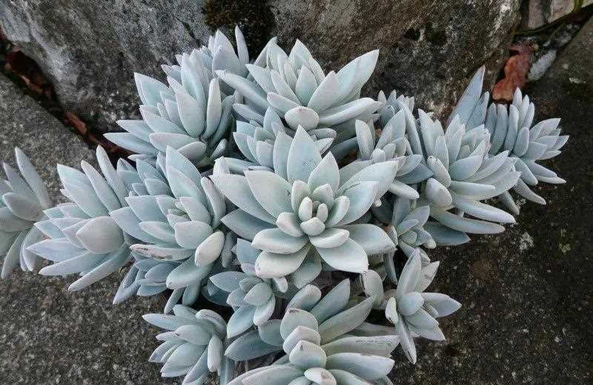 霜之朝属于景天科石莲花属 ,是星美人和广寒宫杂交而来的多肉品种.