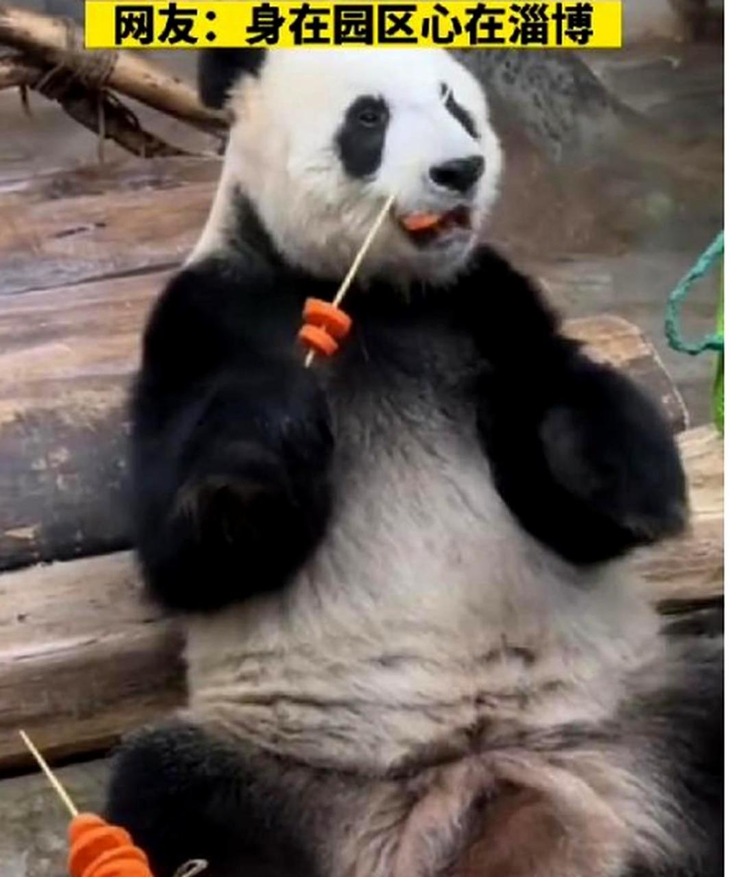 熊猫也喜欢吃淄博的烤串.