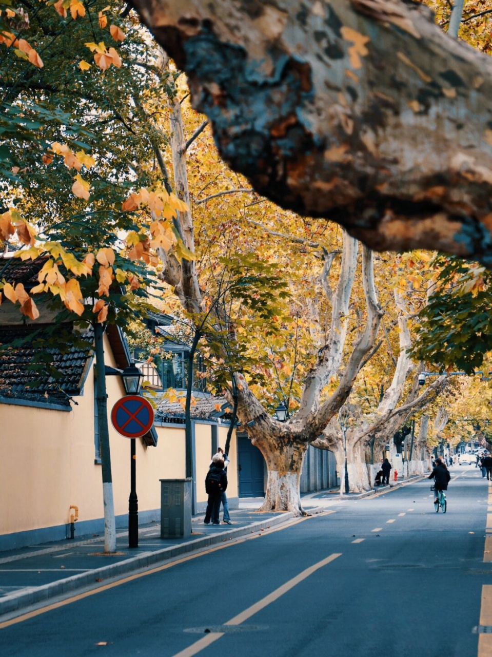 街头找秋天 | 颐和路要到最美的时候啦93  在南京欣赏秋天的景色,有