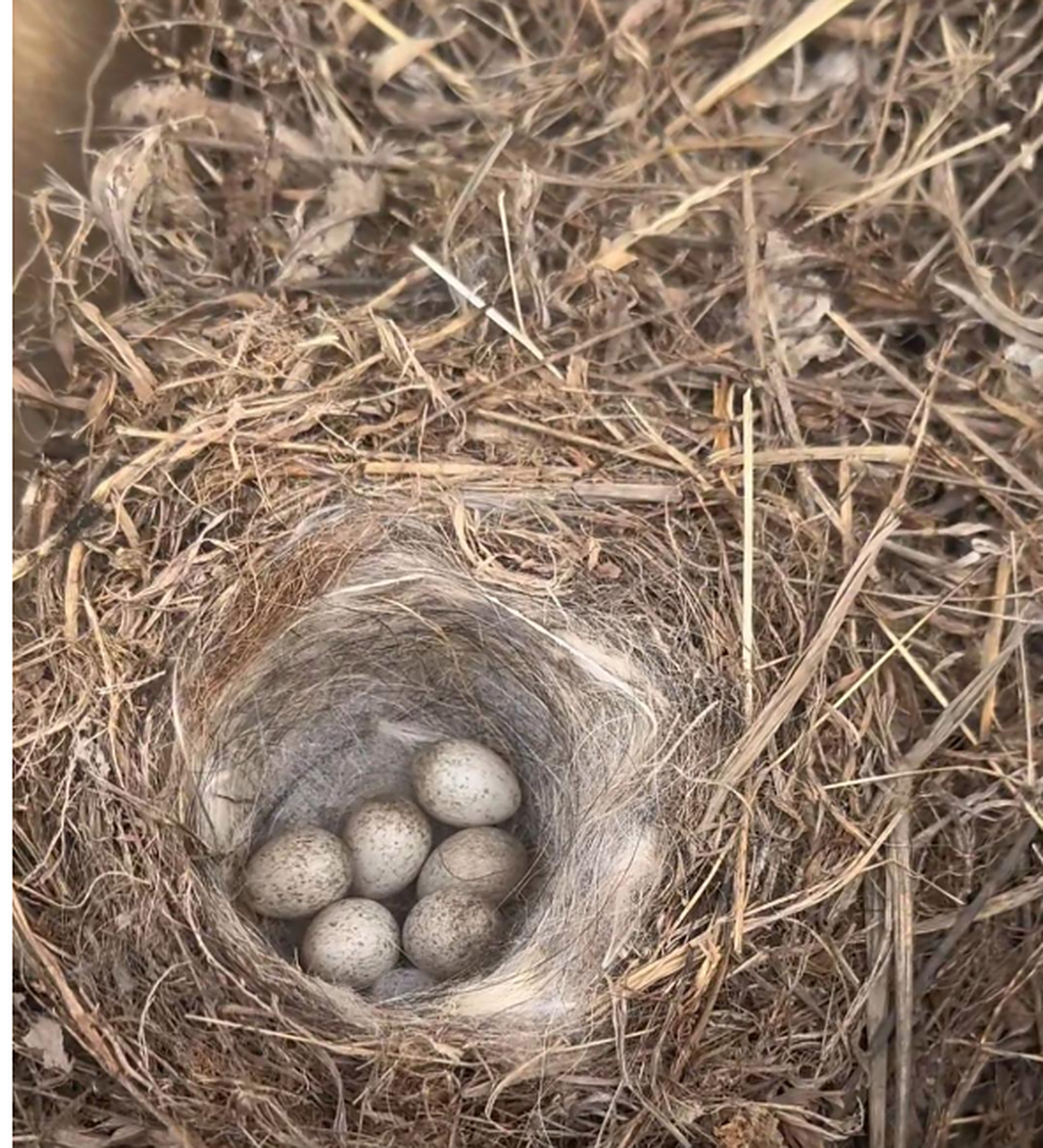 自家车里,发现一窝鸟蛋,能拿来吃吗?