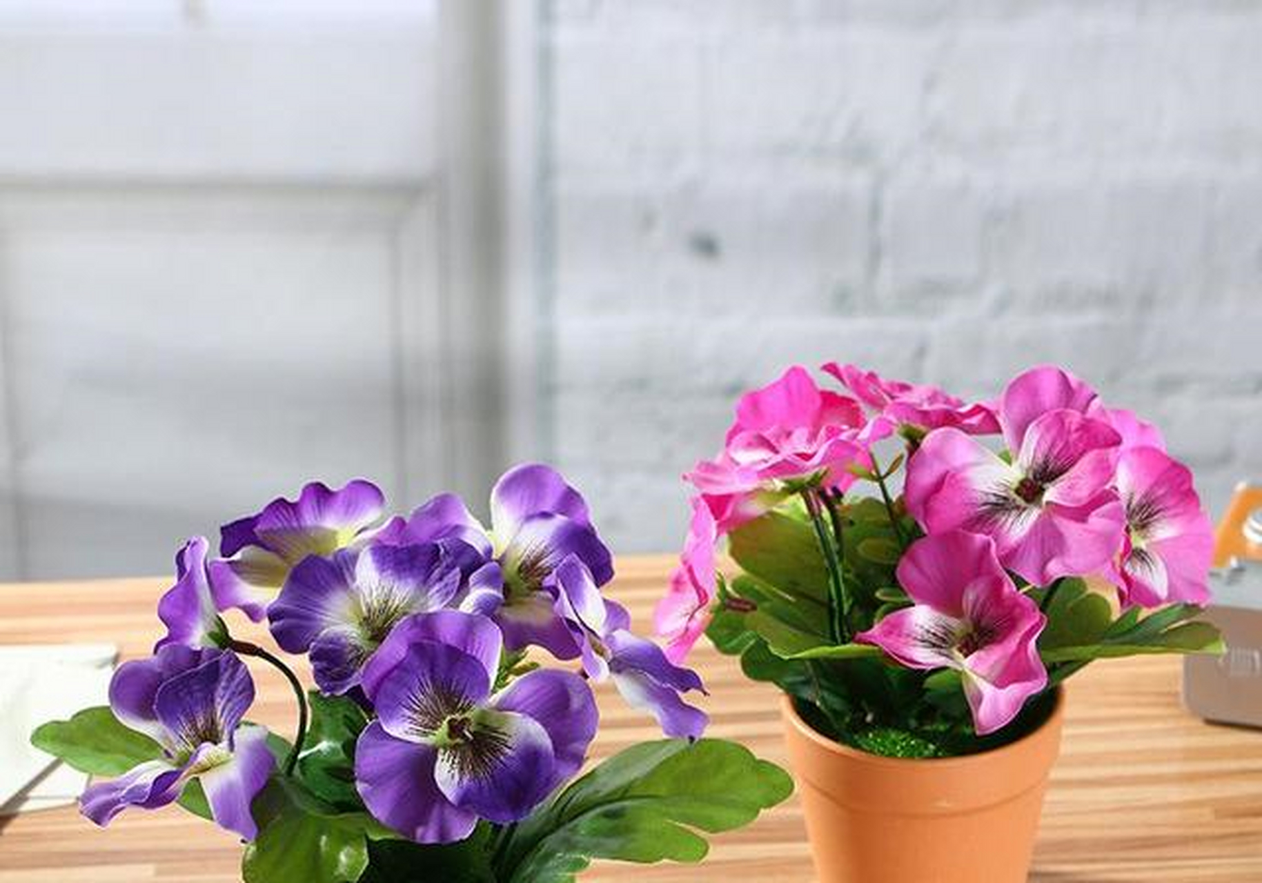 三轮草这种花卉很特别,它一般生长在水边,枝叶呈三角形,花色多为粉