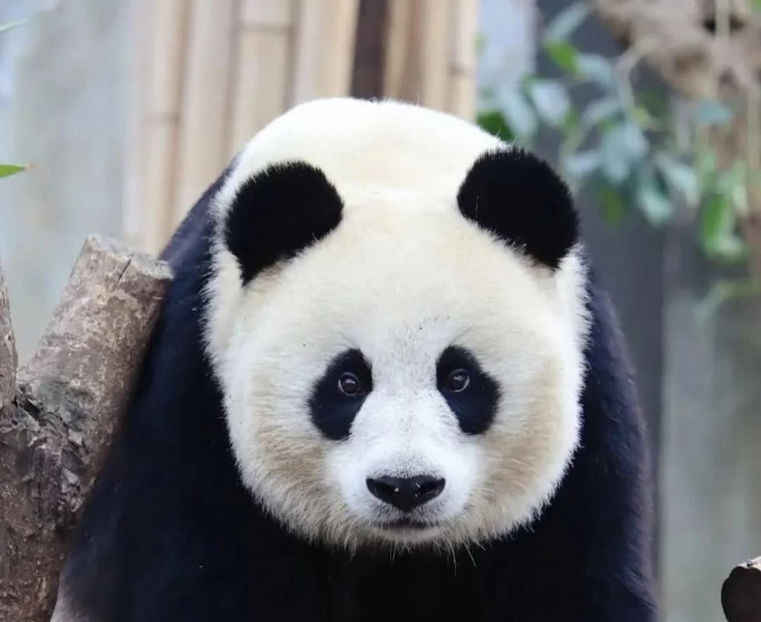 不管怎么看,大熊猫都很可爱![大笑][大笑]#搞笑