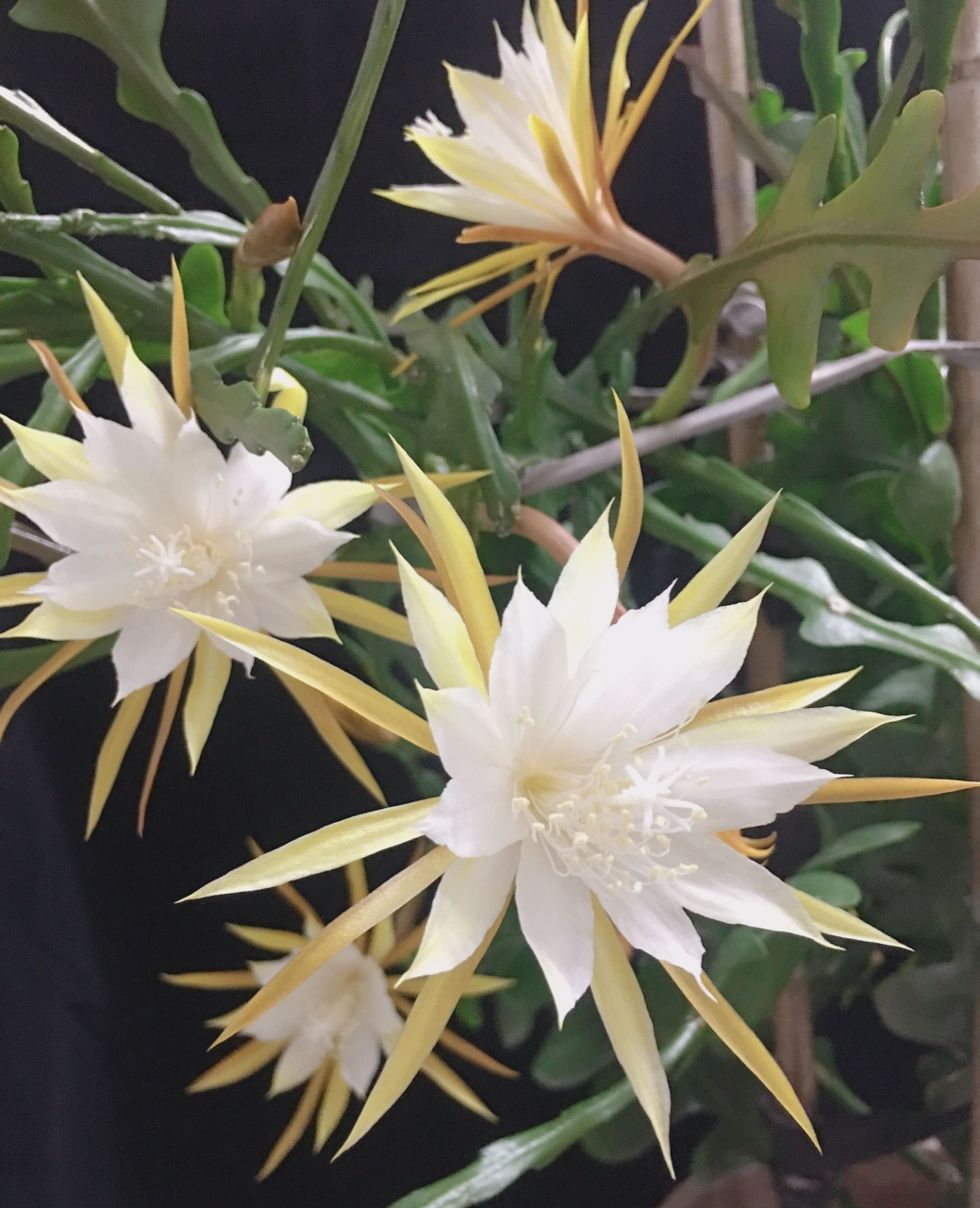 有种昙花叫"锯齿昙花",优良的室内盆栽绿植,耐阴且好养,在光照不多的