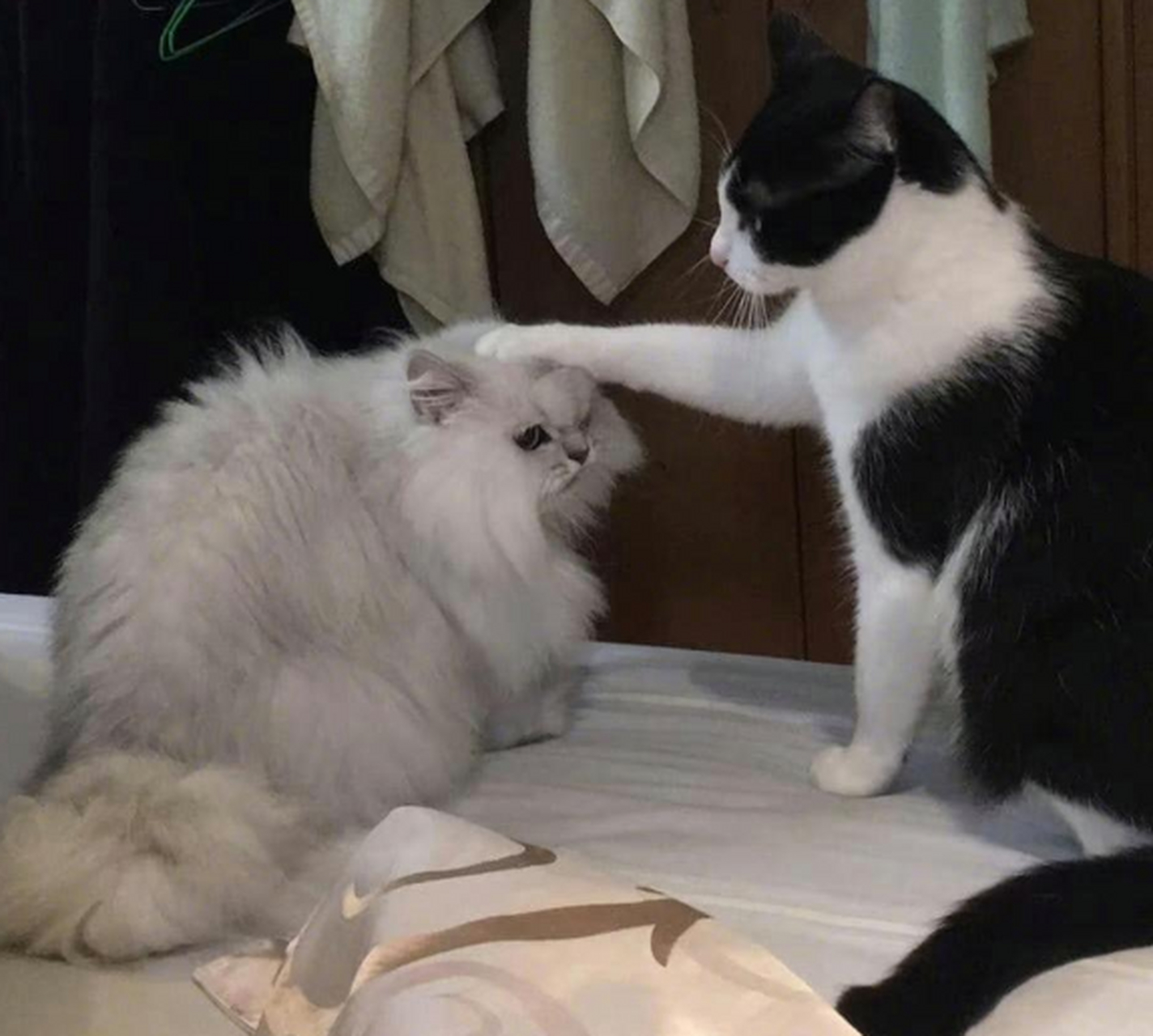 这只鳌拜猫表情看起来有点凶,其实很胆小!