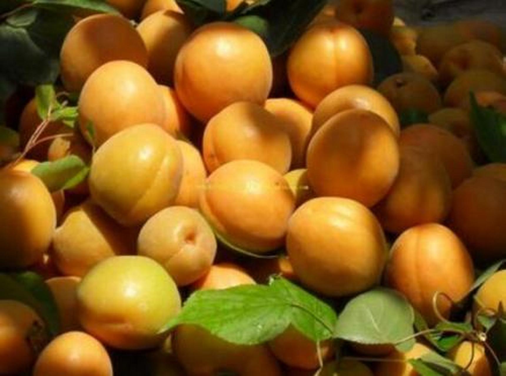 京城京味百态生活# #北京探店打卡# 海淀玉巴达杏:海淀玉巴达杏果形