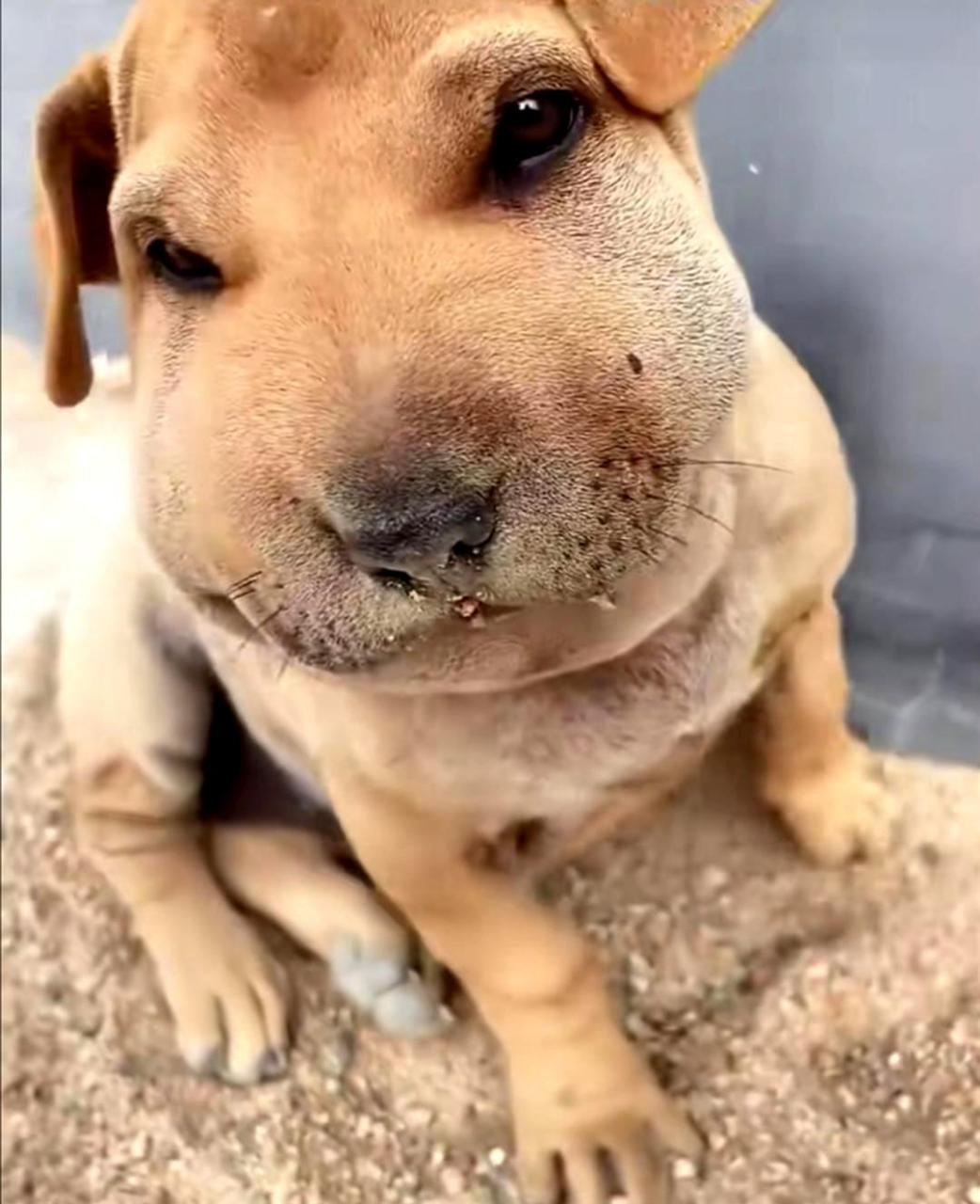 狗狗被蜜蜂叮的图片图片
