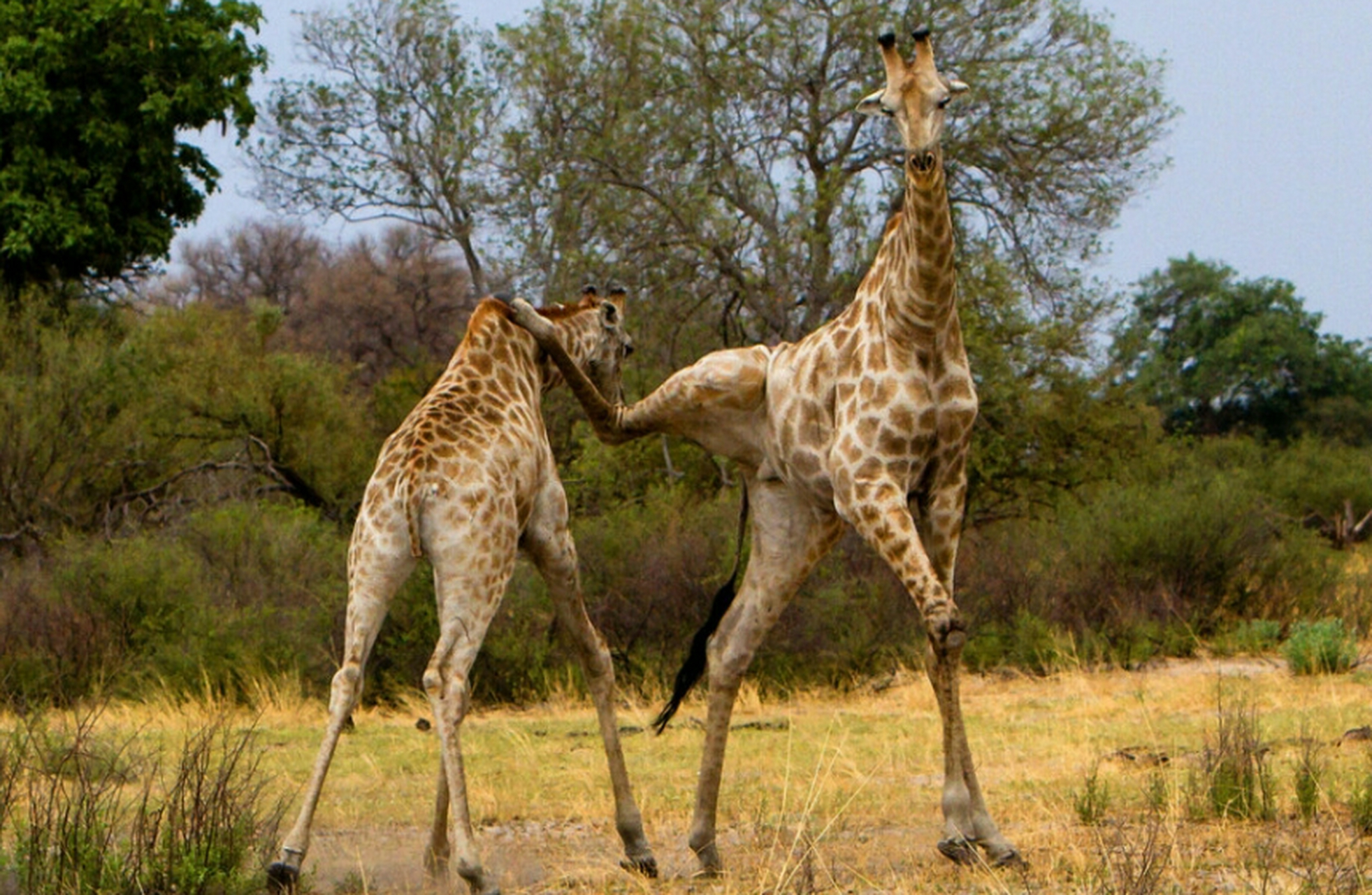两头长颈鹿打架,果然与众不同哈,别人比谁的拳头硬,他们是比谁的腿脚