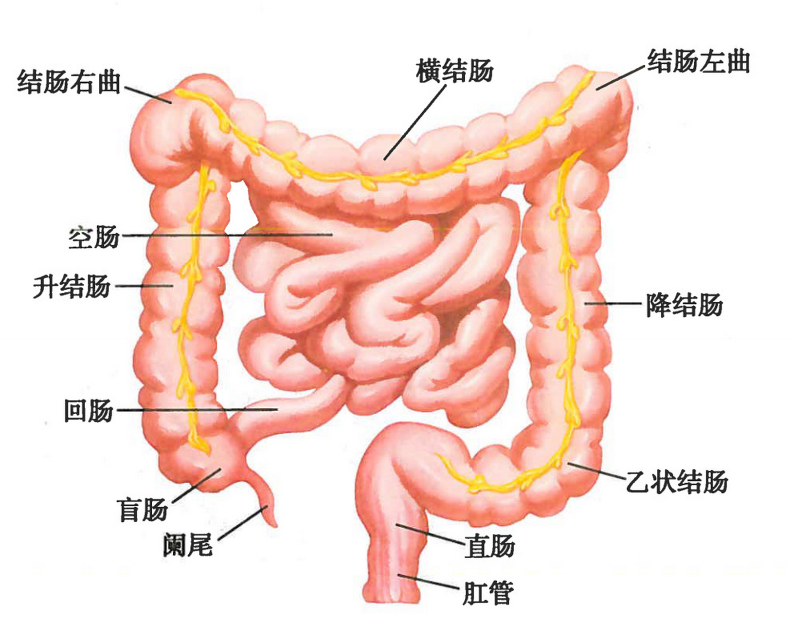 小肠位于腹部正中,上接幽门,与胃相通:下接阑门,与大肠相接