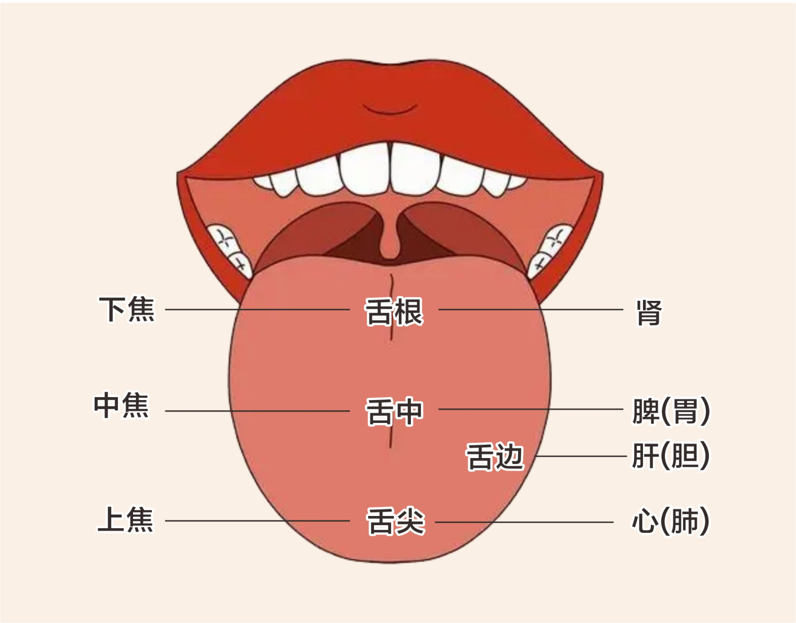 舌头正确位置图解图片