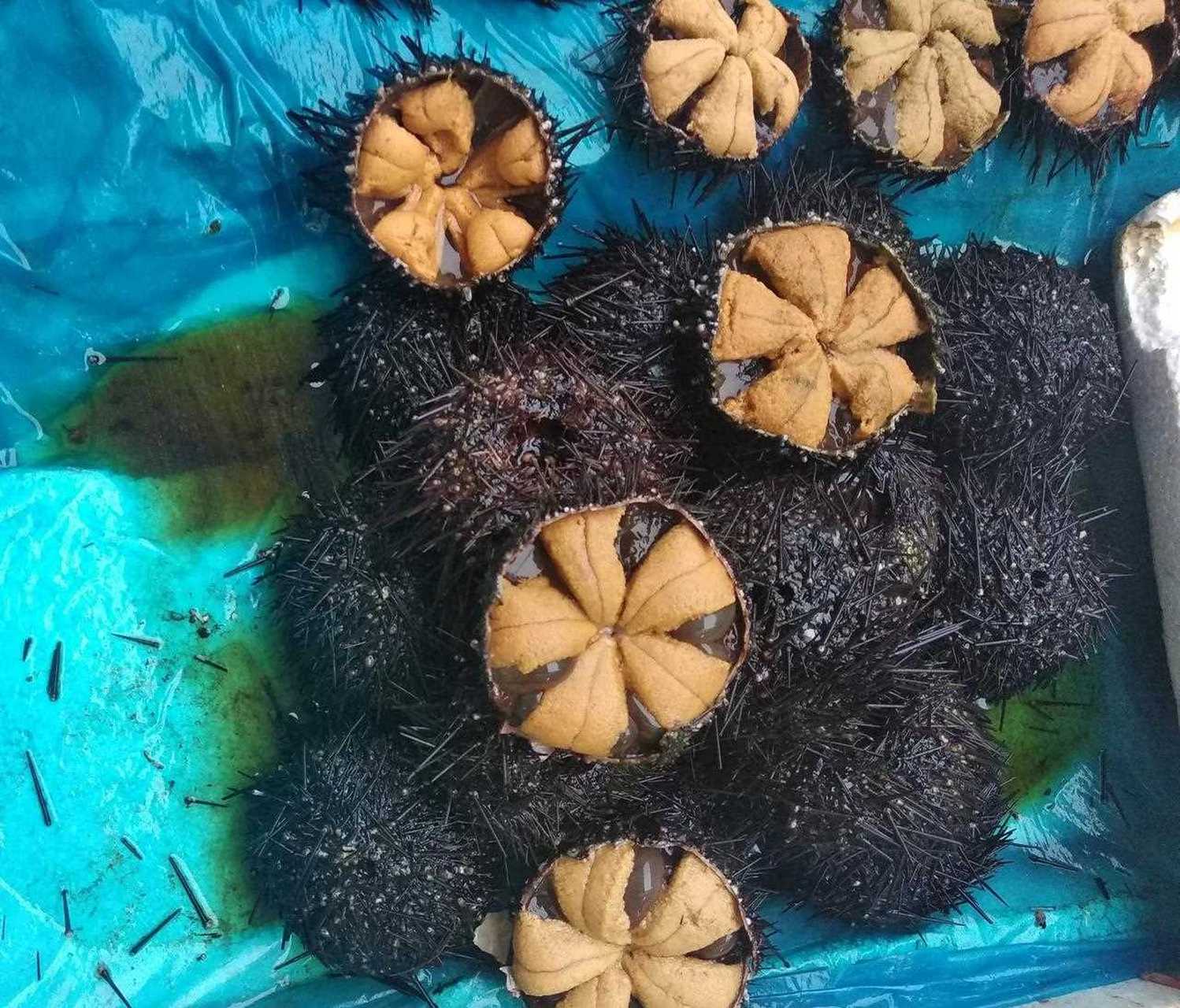 海胆大连人也叫"刺锅子",中国最好的海胆产区就是在大连的旅顺.