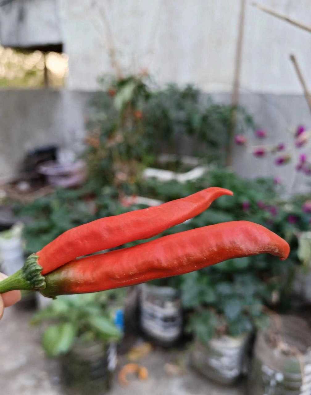 一个(确切说是两个)特别的辣椒,一个蒂上俩辣椒,第一次见,挺新奇.
