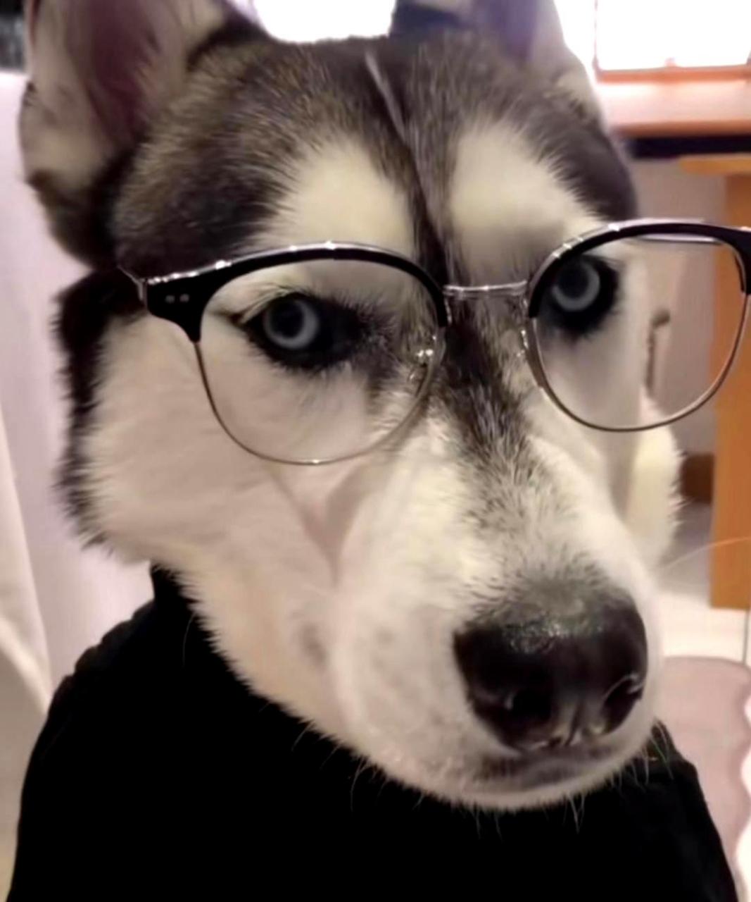 我惊讶地发现二哈比我还帅,我居然不如一只狗!