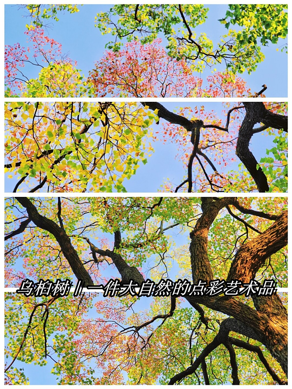 乌桕树|一件大自然的点彩艺术品  夏秋之交的乌桕树,美得令人陶醉!