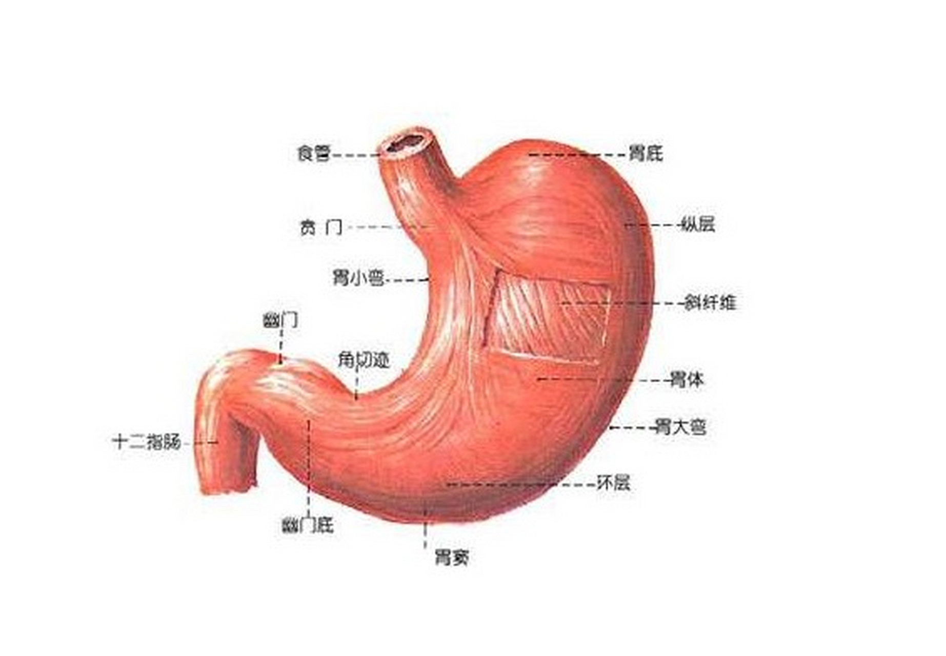 胃的准确位置图放大图片