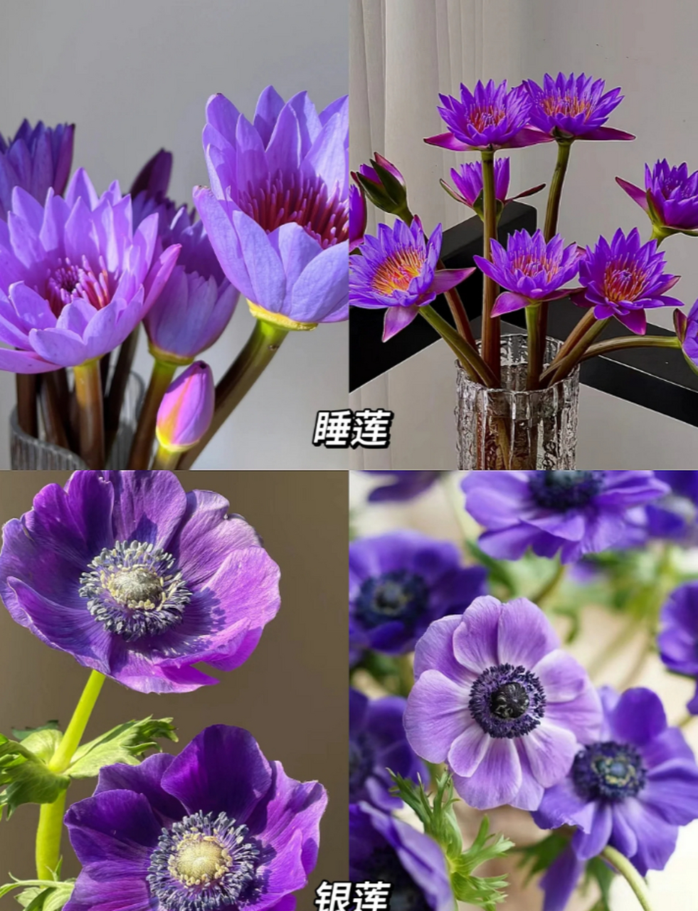 一次性认识9种紫色梦幻花材 香雪兰:香气淡雅,花瓣小巧可爱,如同小家