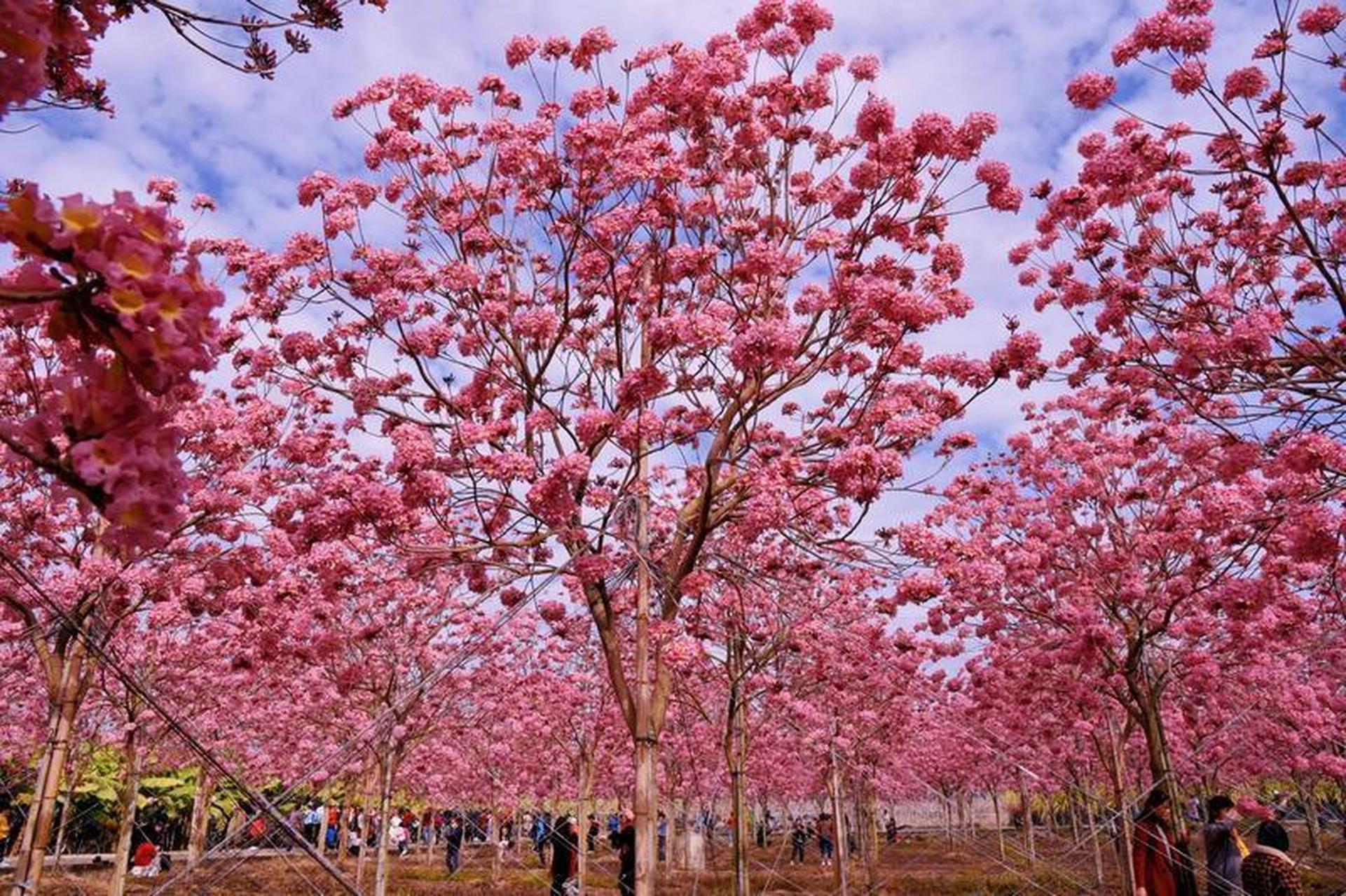 南沙紫花风铃木盛开,粉紫色花海火爆"出圈"