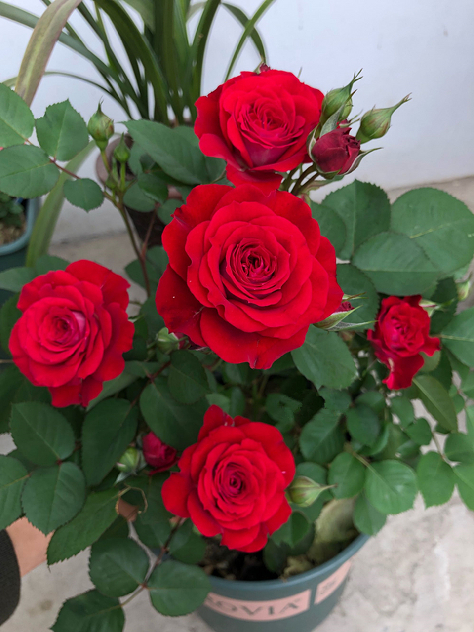 你喜欢大红色的花吗?