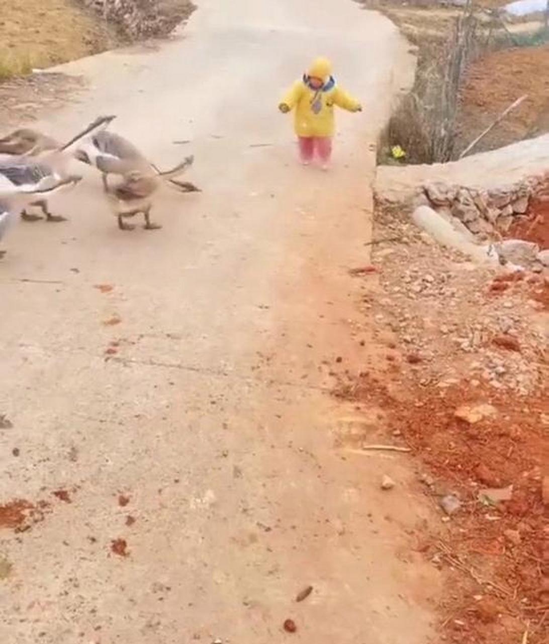 这些大鹅,我看一锅是炖不下了! #搞笑趣味图