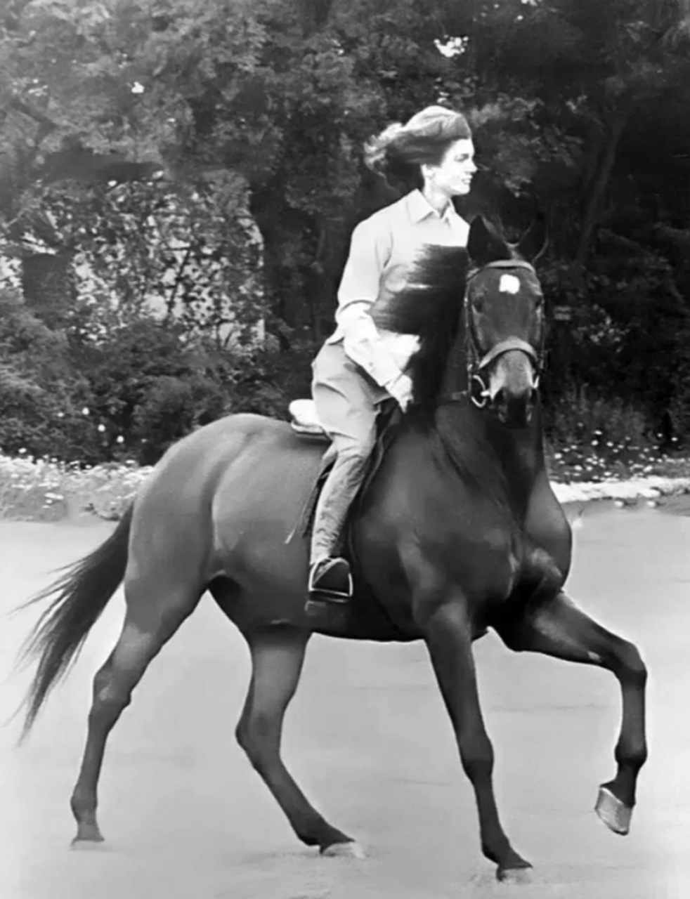 1962年,巴基斯坦总统阿尤布·汗赠送给美国总统肯尼迪一匹名叫萨达尔