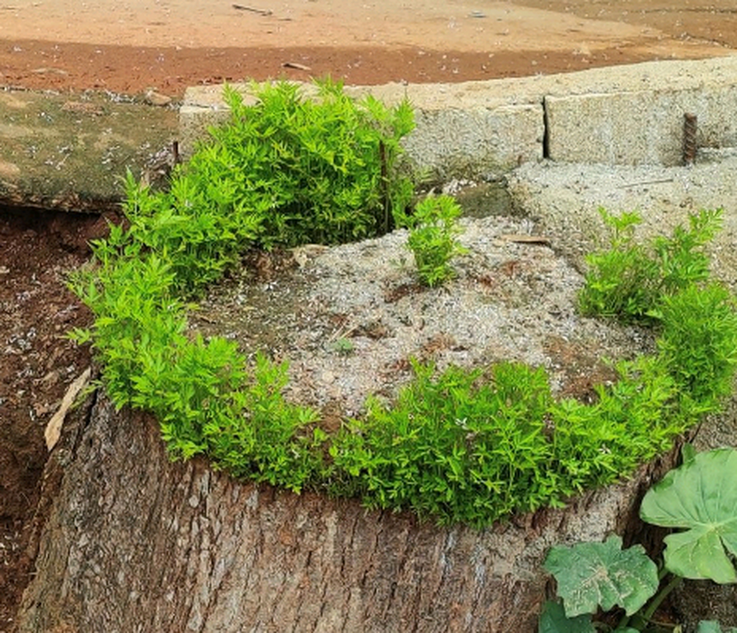 枯了好几年的木桩子,居然还长出新芽了