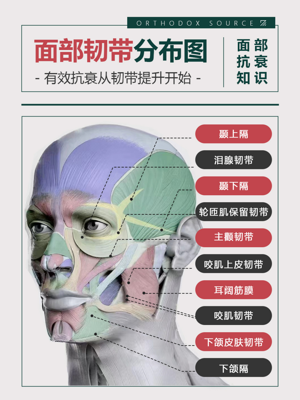 正本承源# 在我们的面部抗衰过程中,韧带发挥着至关重要的作用.